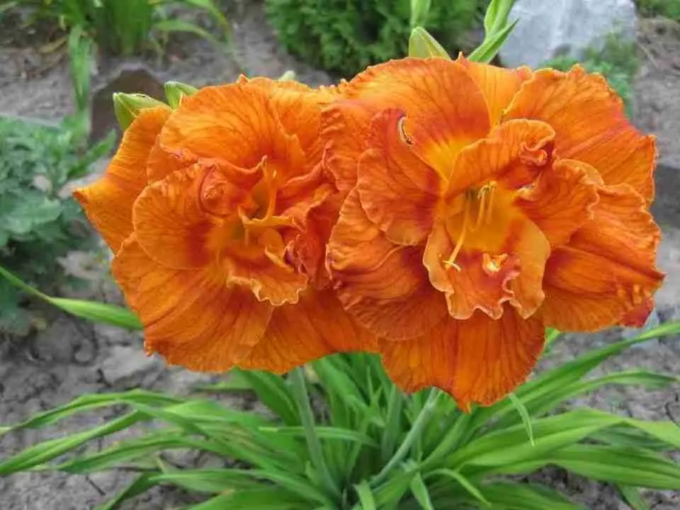 Лилейник гибридный Doublelicious