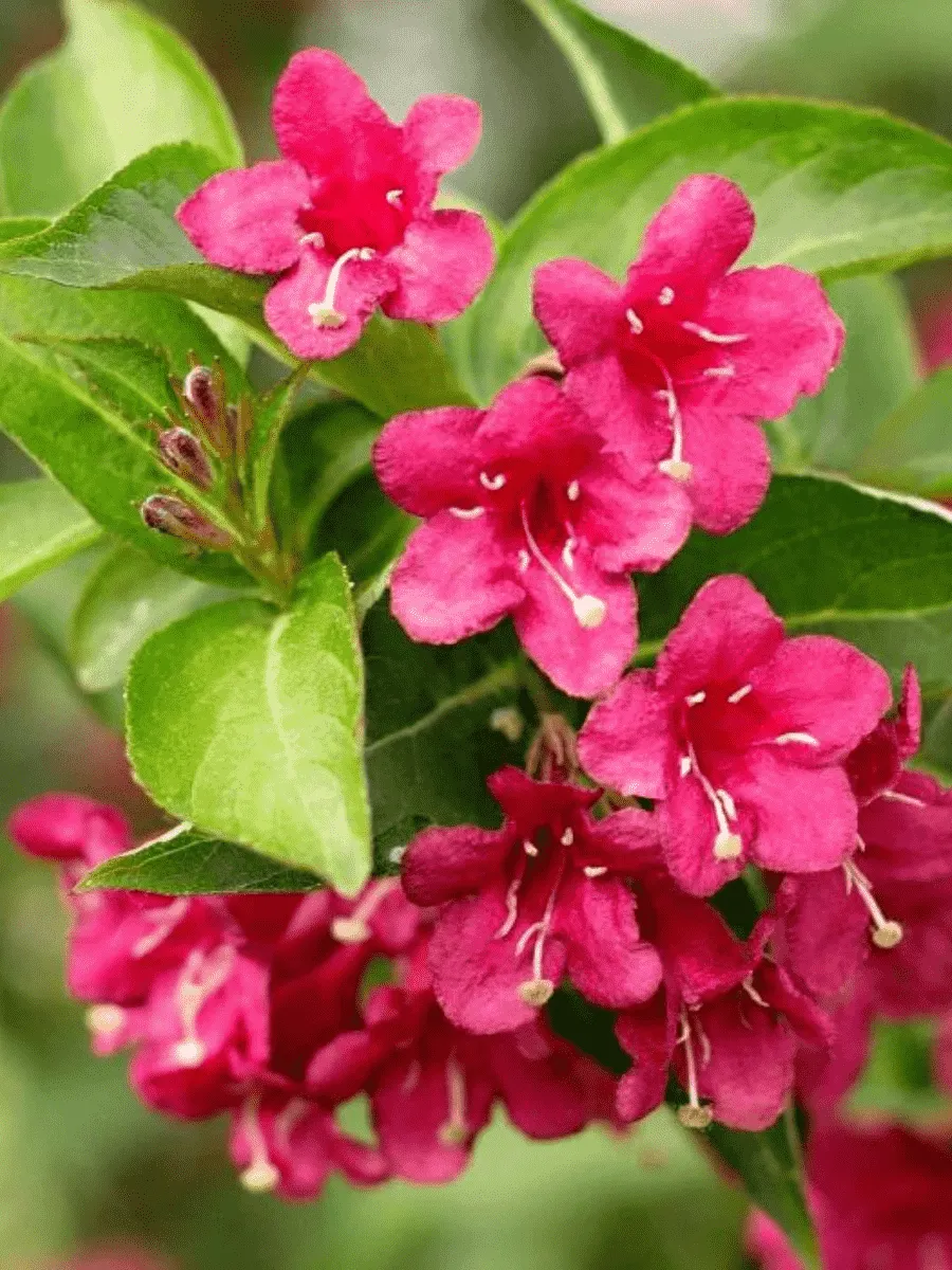 Вейгела Evita