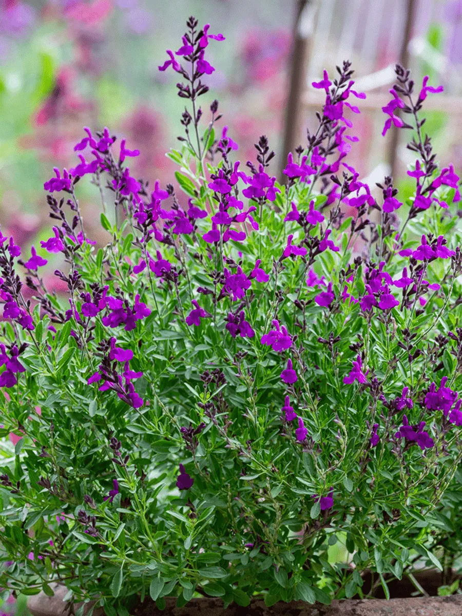 Шалфей Mirage Deep Purple