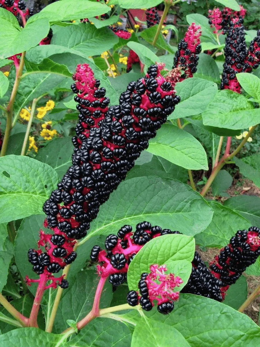 Фитолакка американская