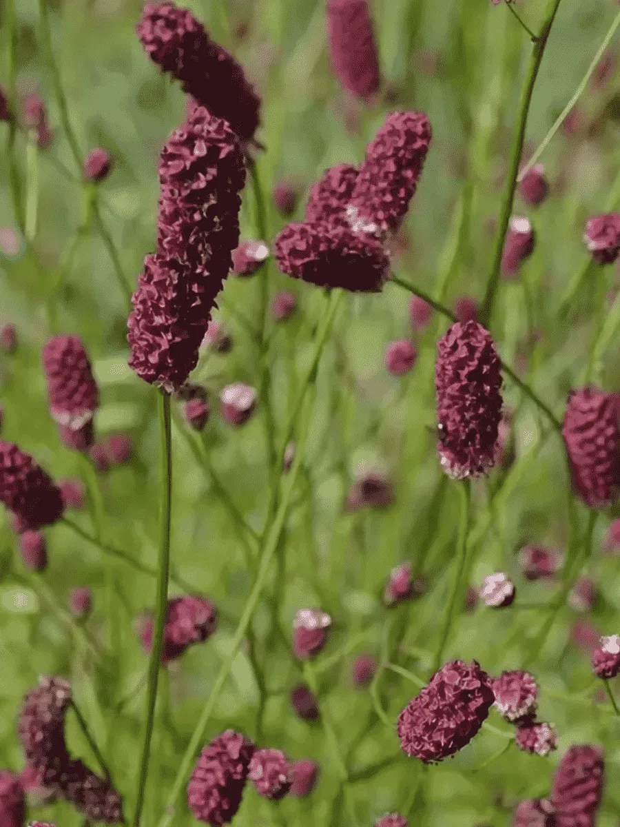 Кровохлебка лекарственная Red Sunset