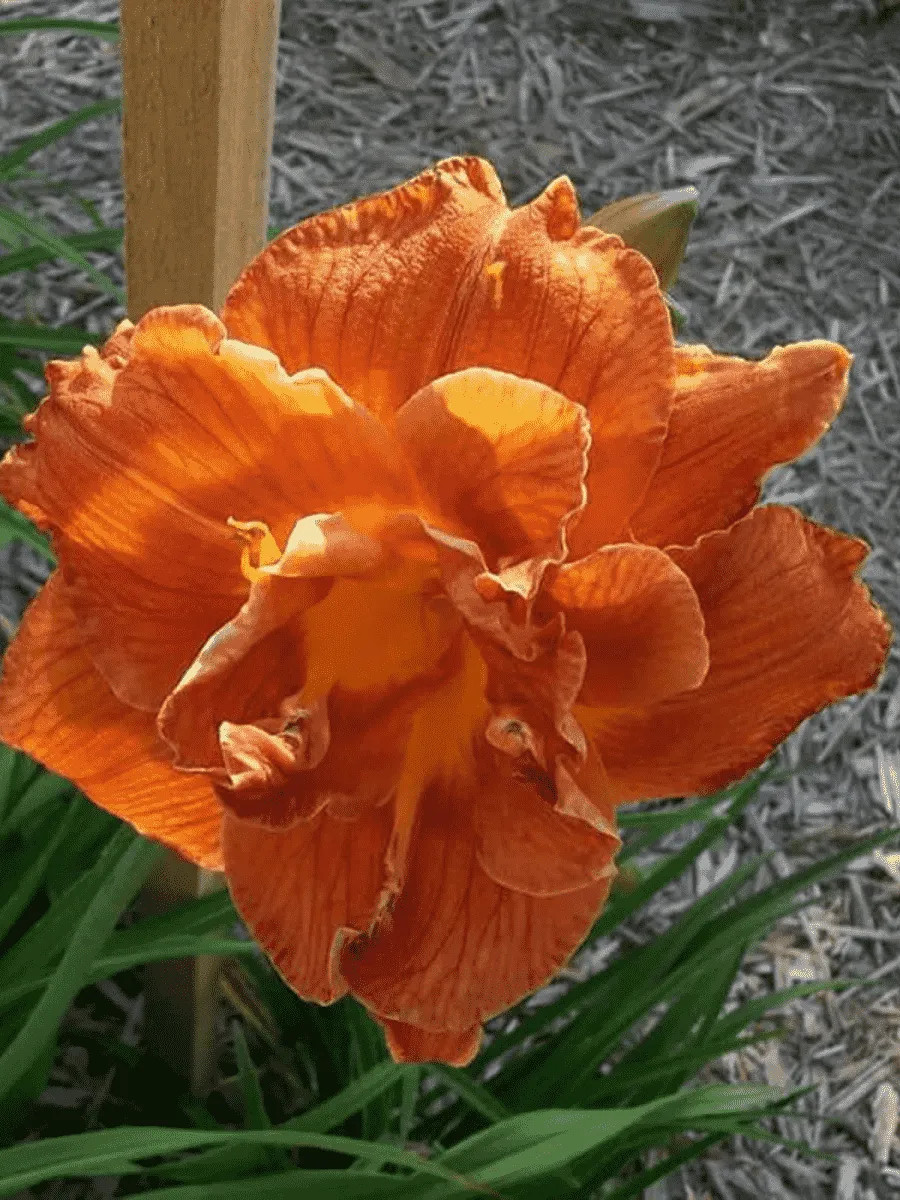 Лилейник гибридный Doublelicious