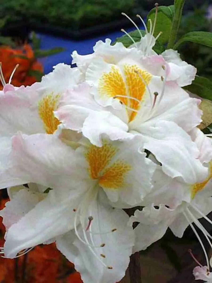 Азалия крупноцветковая Schneegold