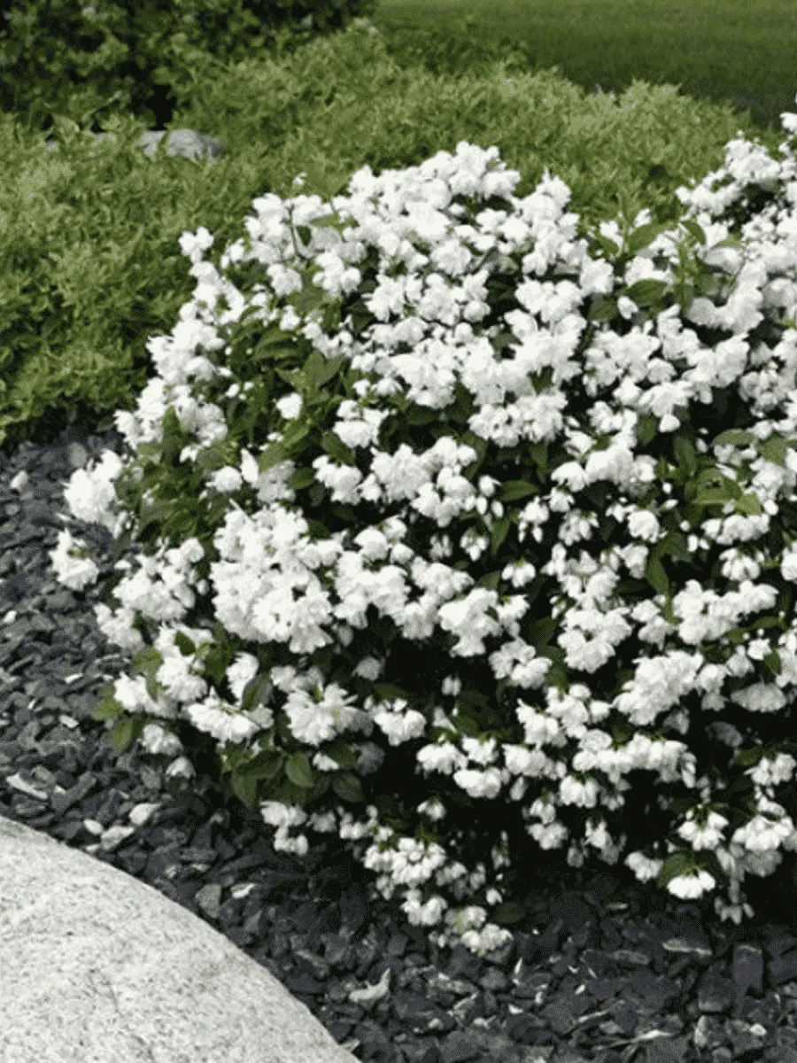 Чубушник Snowbelle