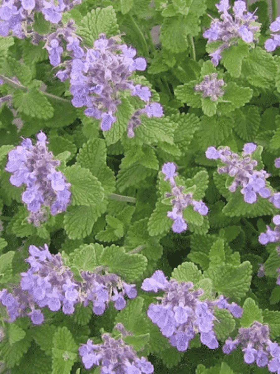 Котовник Фассена Little Tich