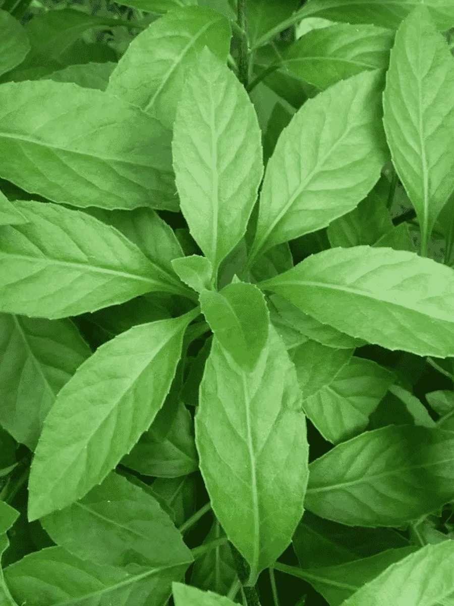 Гинура распростертая