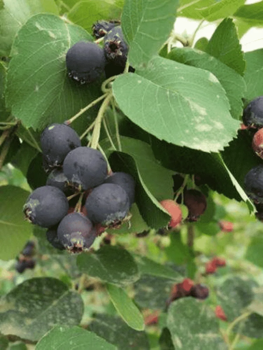 Ирга ольхолистная Smokey