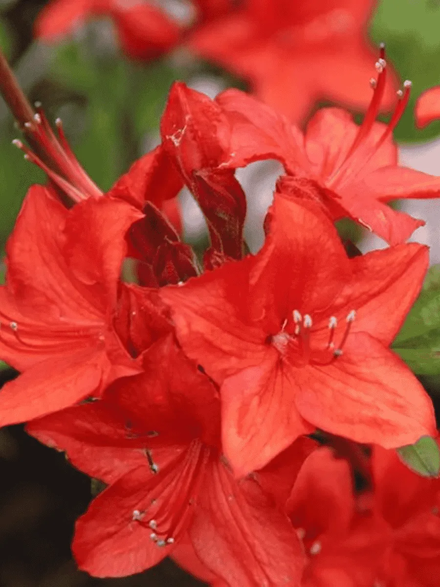 Азалия крупноцветковая Parkfeuer