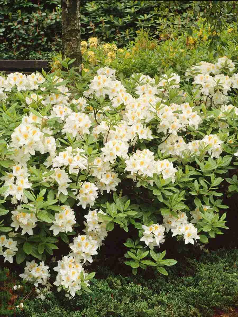 Азалия крупноцветковая Silver Slipper