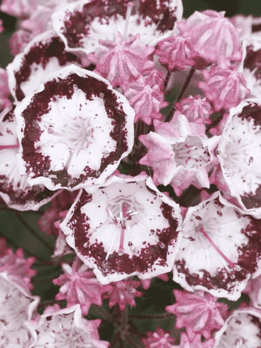 Кальмия широколистная Alabaster