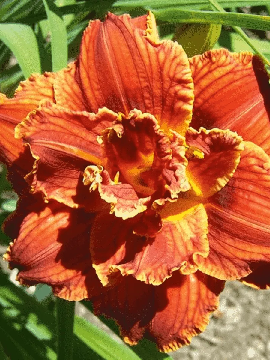 Лилейник Paprica Flame