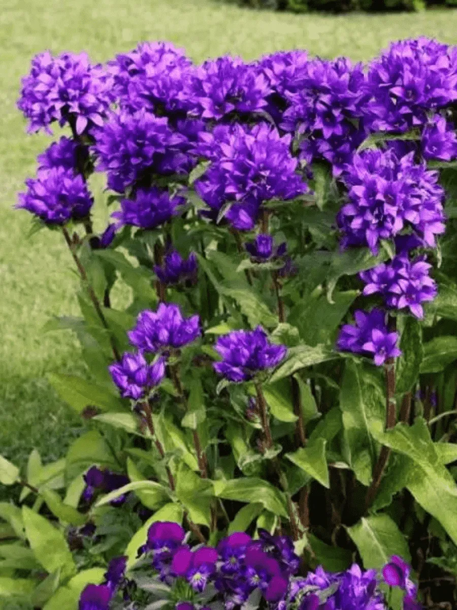 Колокольчик скученный Superba