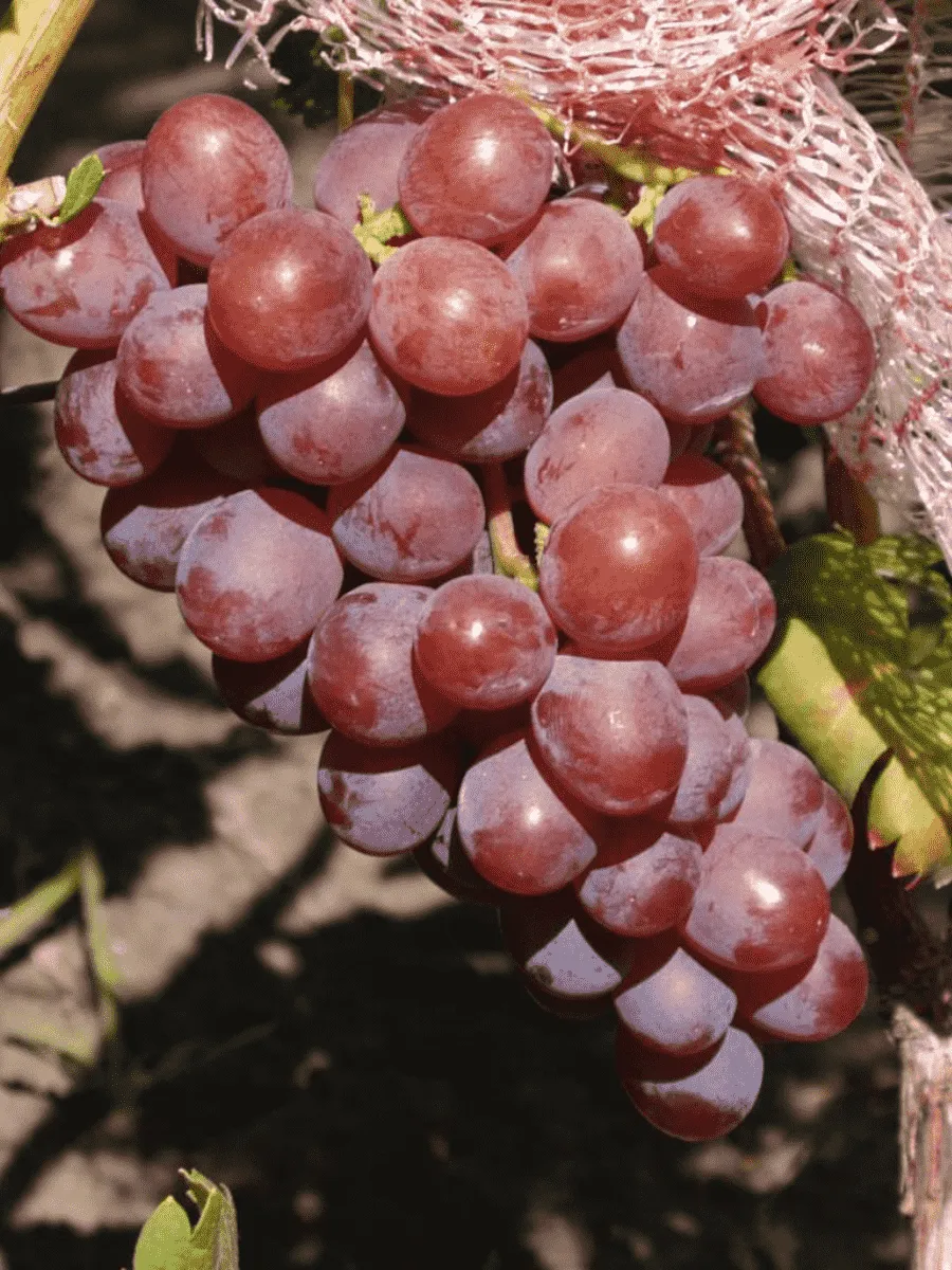 Виноград культурный Хасан