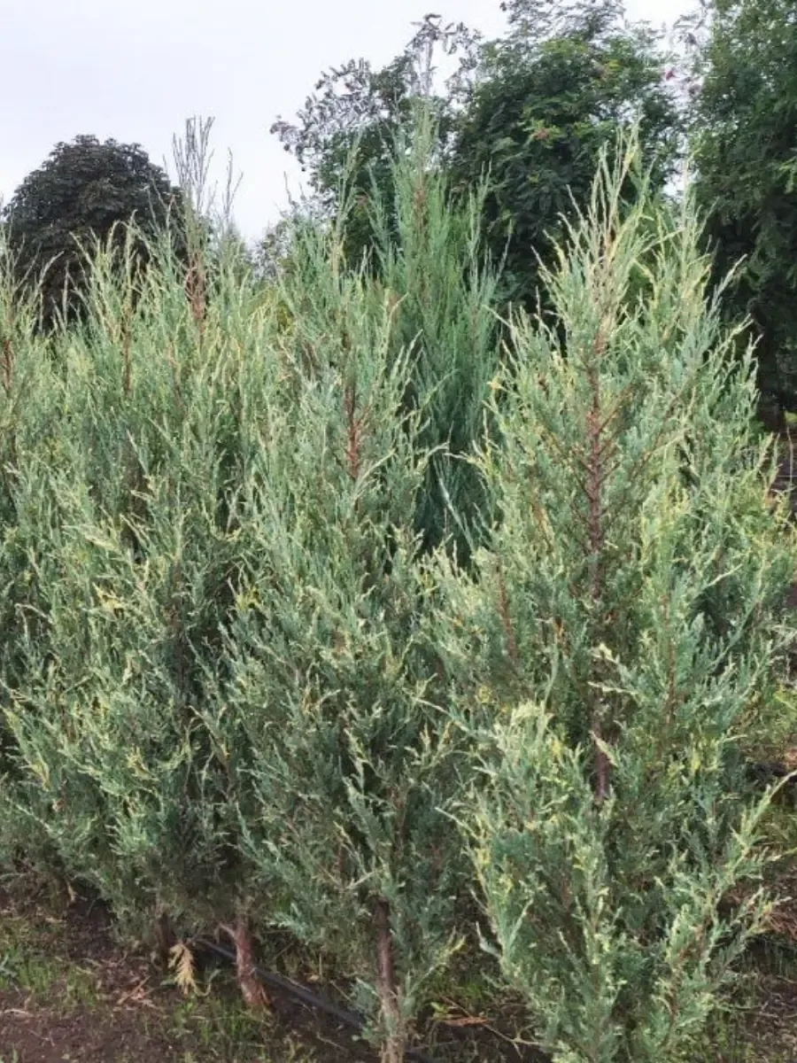 Можжевельник скальный Silver Star