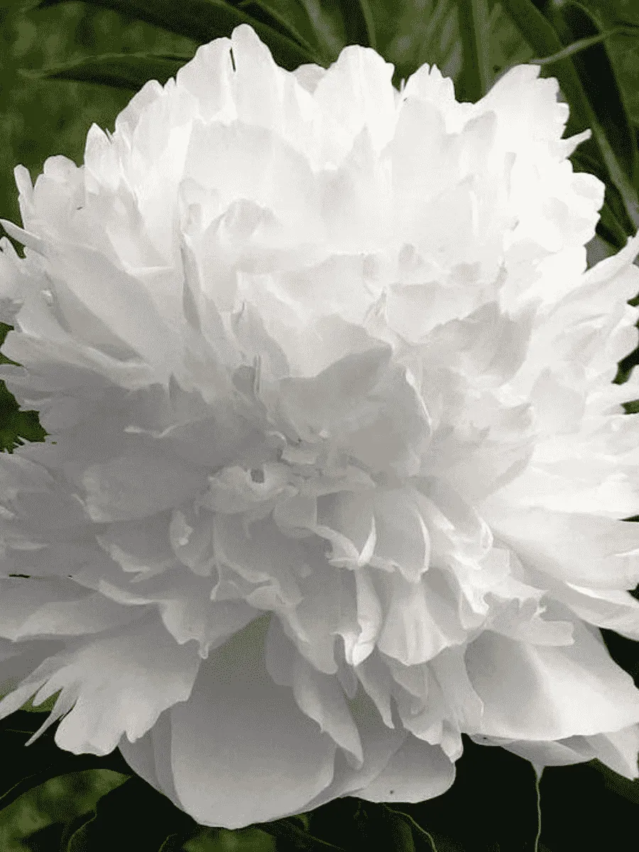 Пион Молочноцветковый Double White