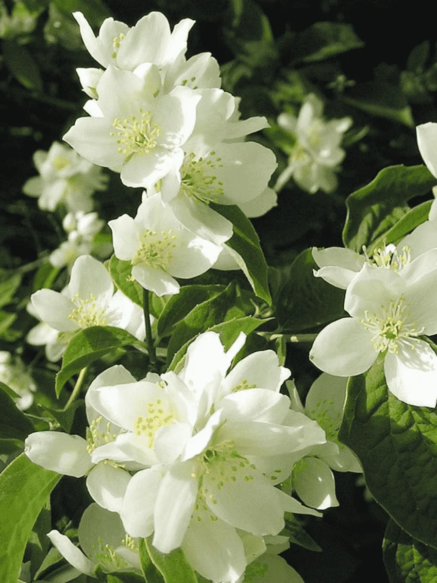 Чубушник венечный