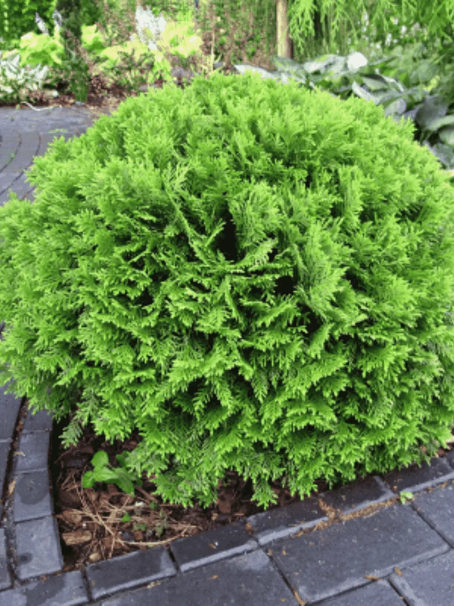 Туя западная Danica