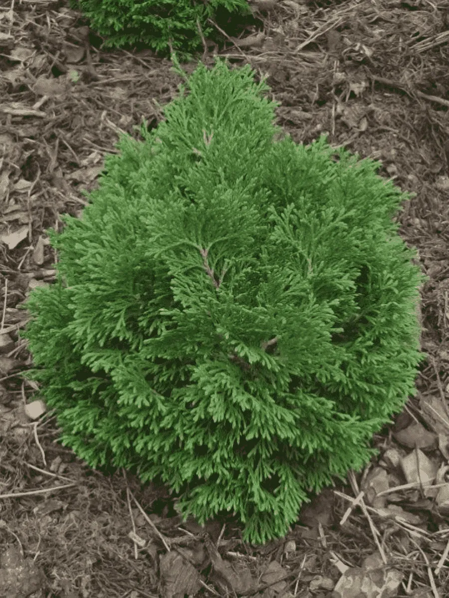 Туя западная Little boy