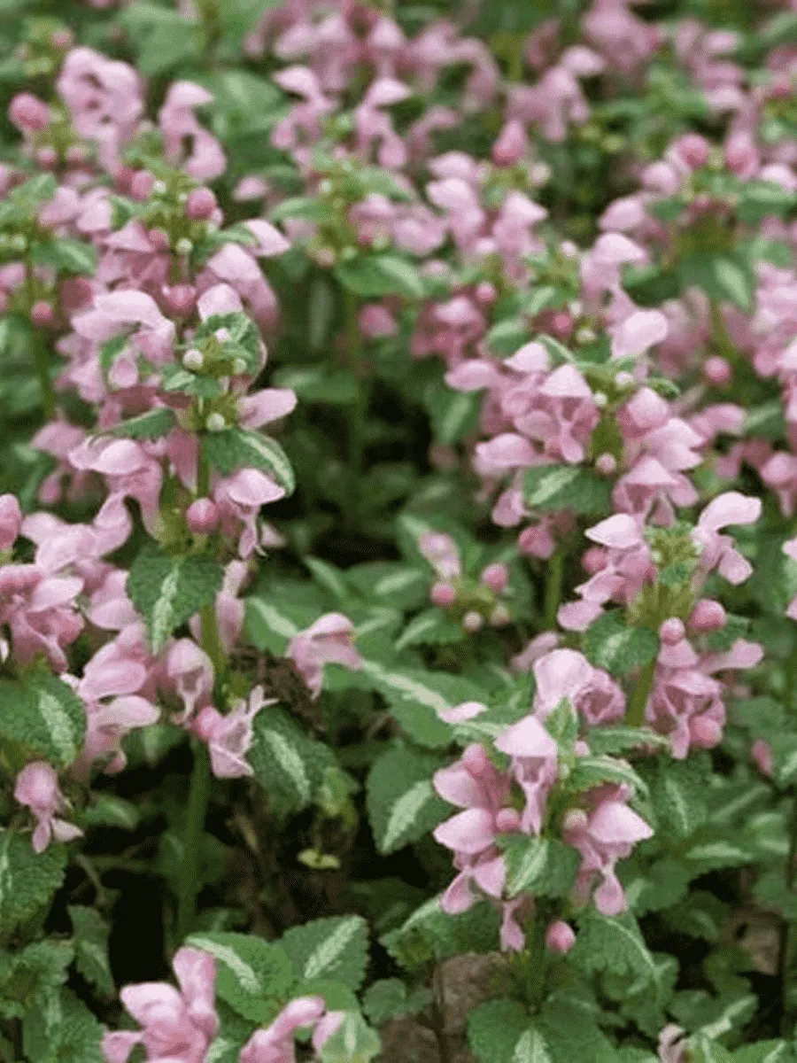 Яснотка крапчатая Shell Pink