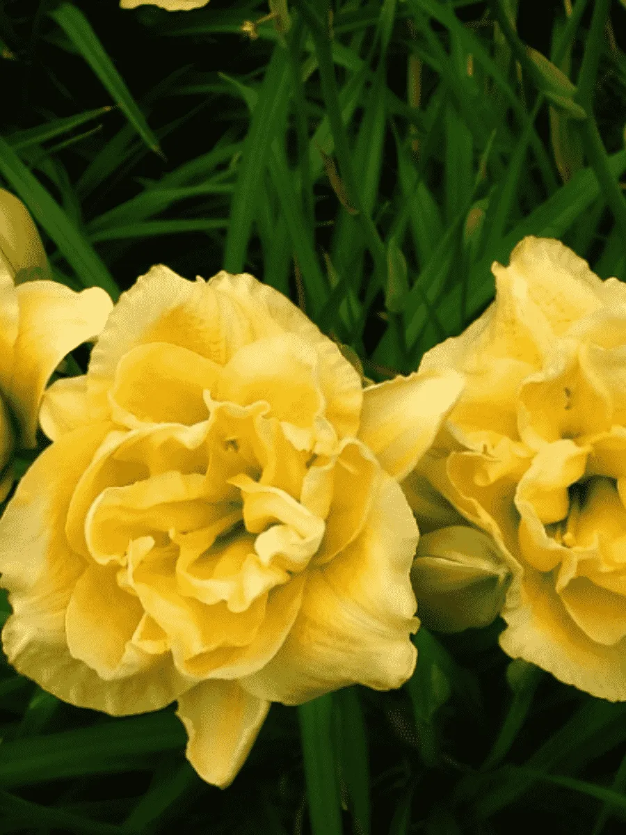 Лилейник Yellow Submarine