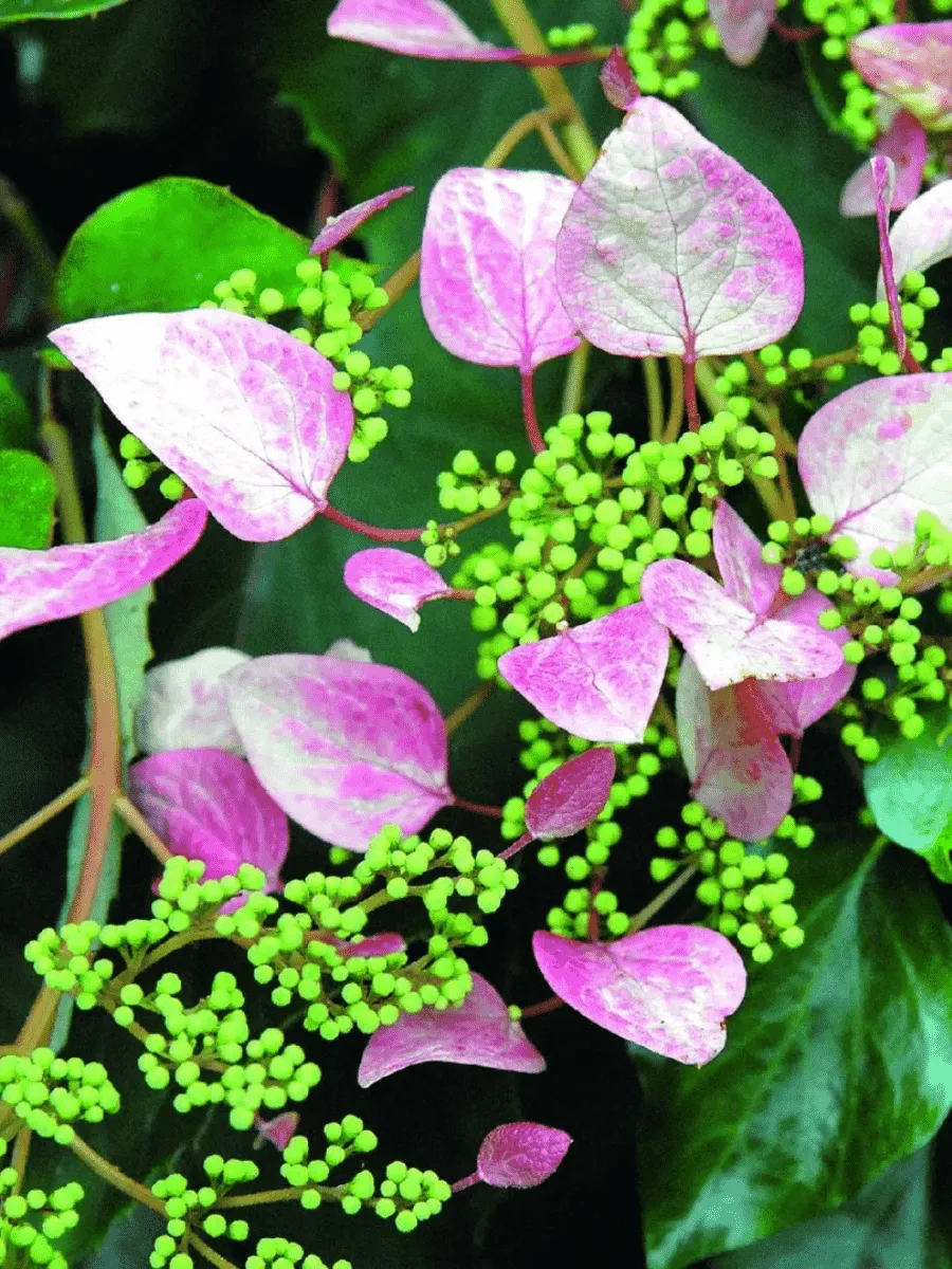 Схизофрагма гортензиевидная Roseum