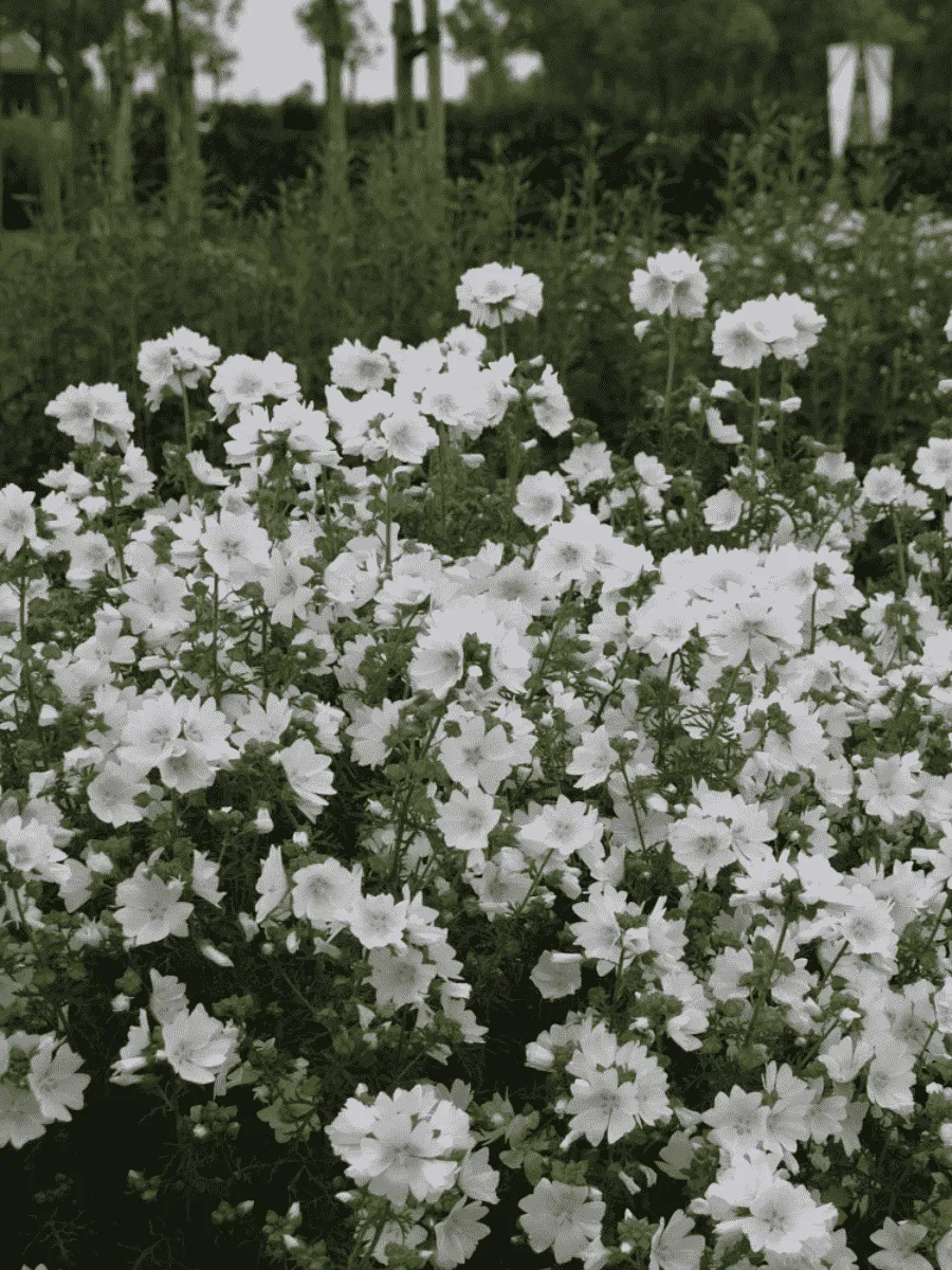 Мальва лесная Alba