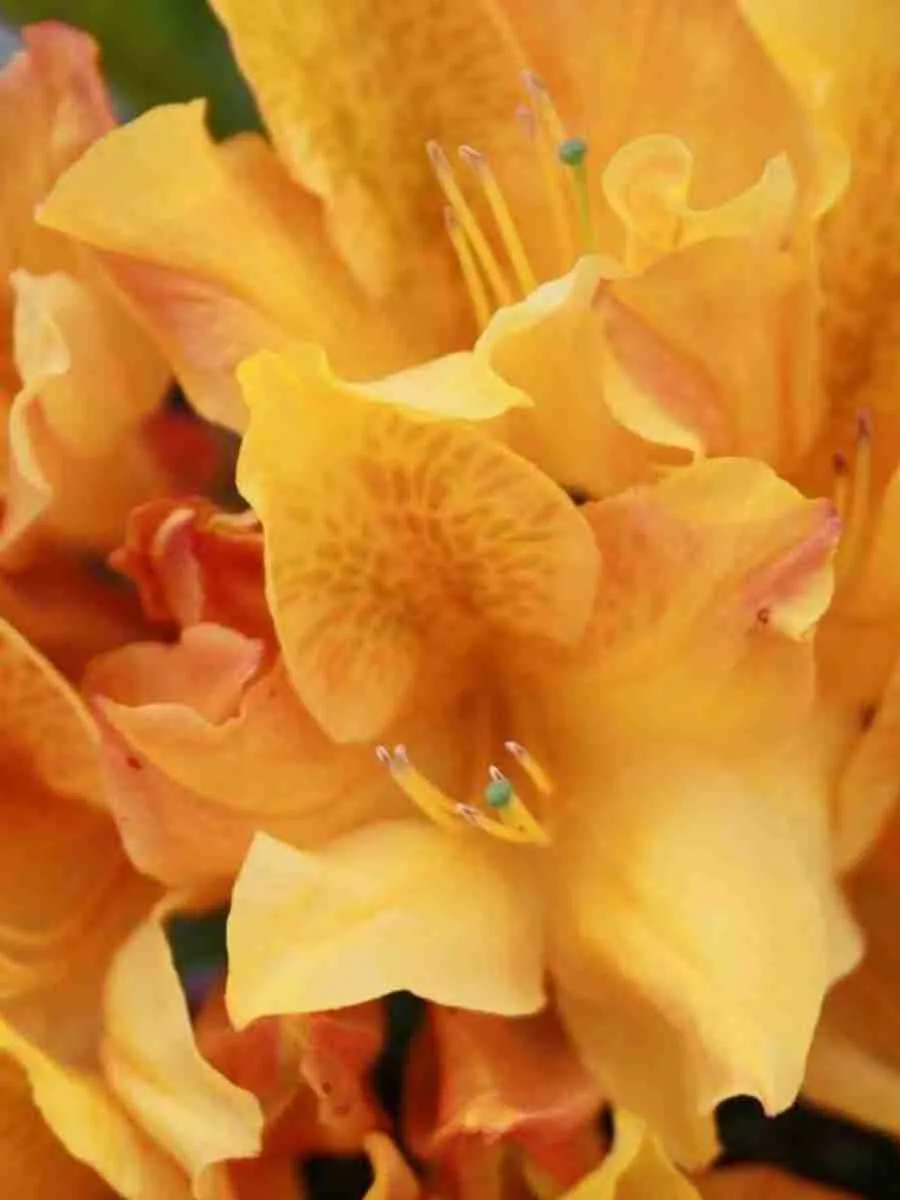 Азалия Christopher Wren