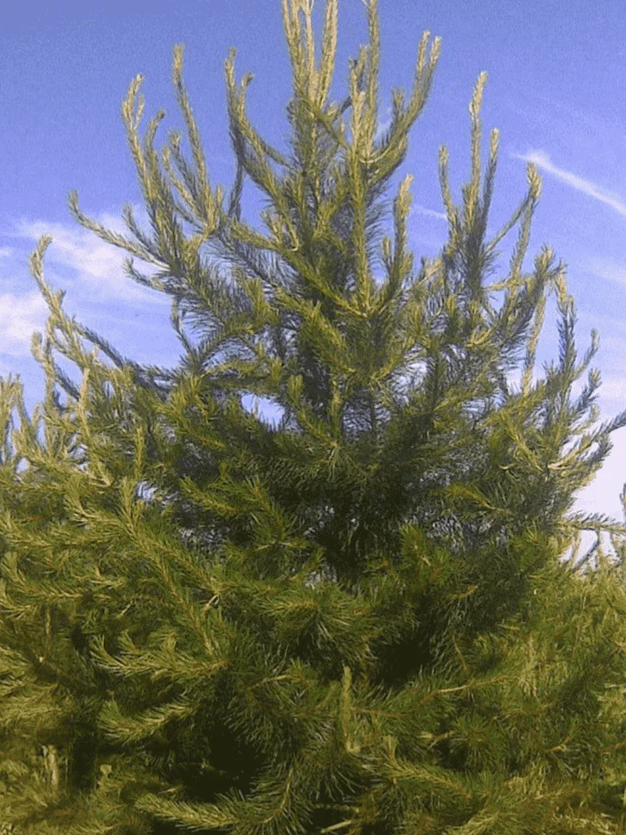 Сосна скрученная