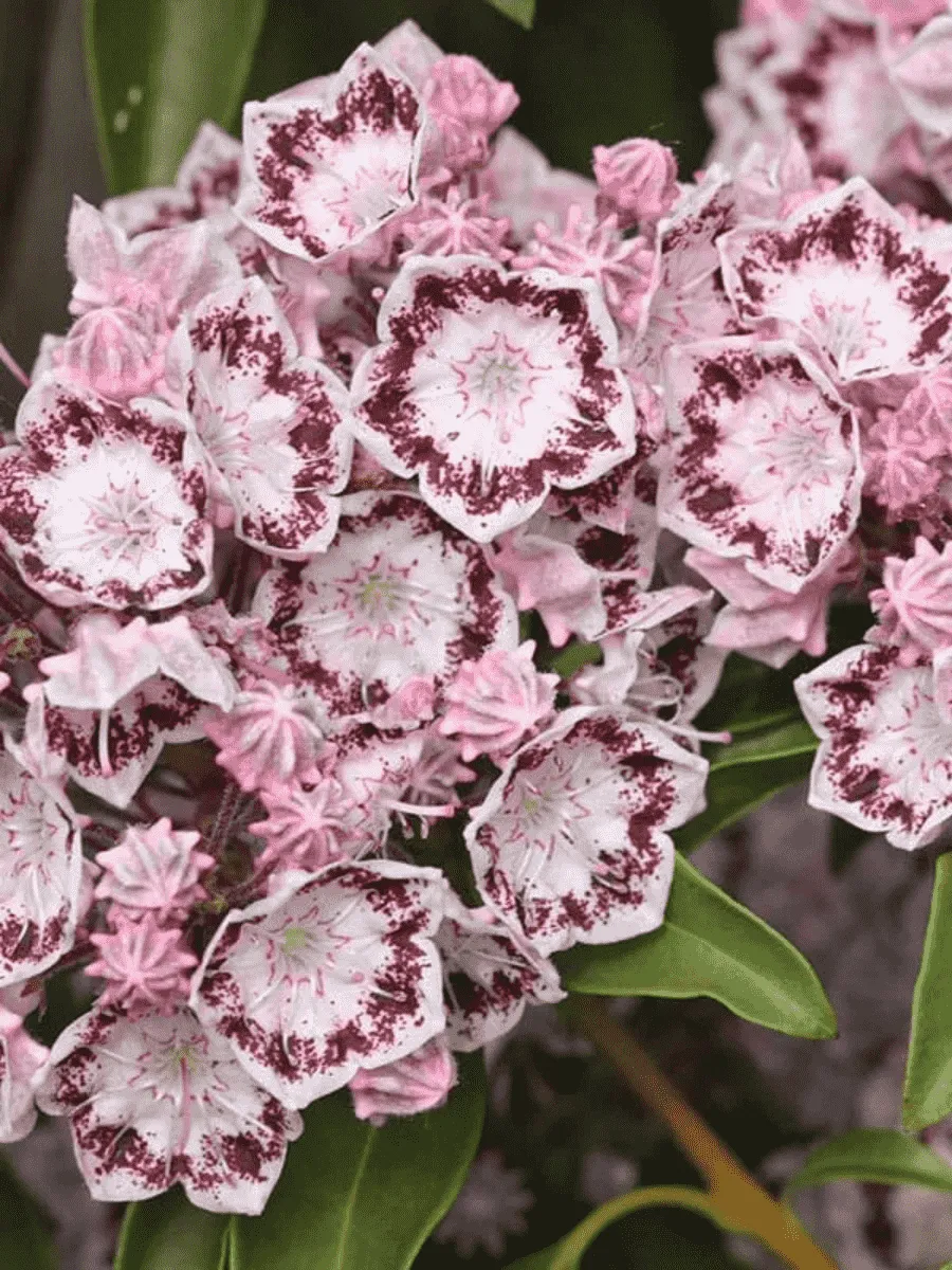 Кальмия широколистная Ginkona