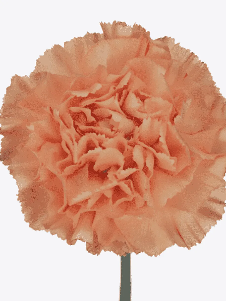 Гвоздика Colores Fina