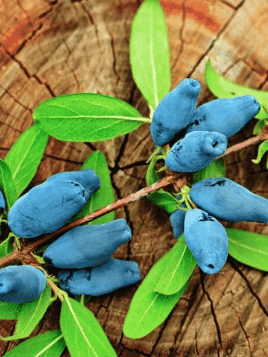 Жимолость плодовая Сувенир