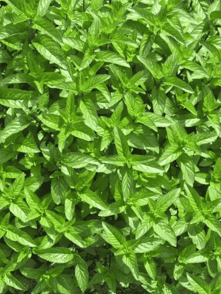 Мята перечная Nigra