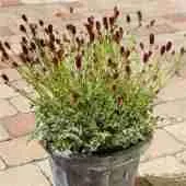 Кровохлебка лекарственная Little Angel