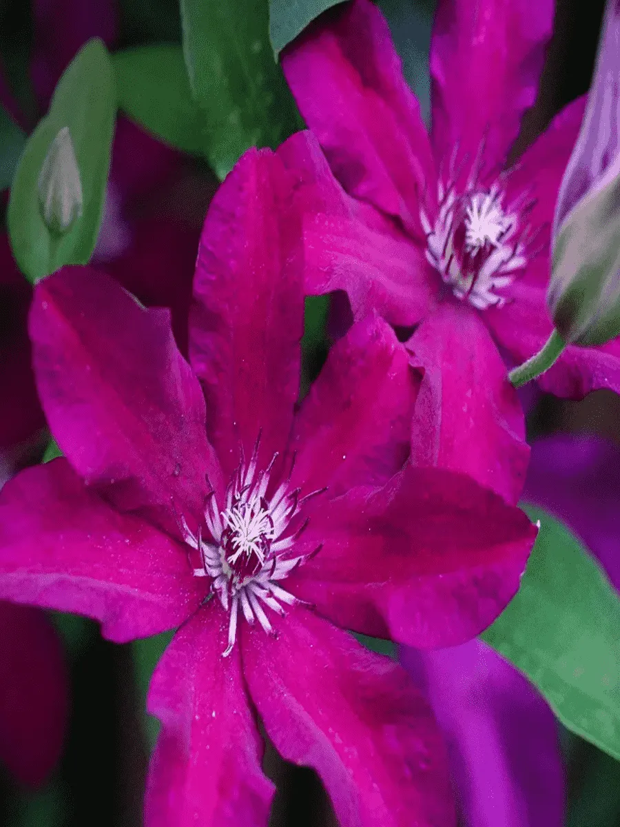 Клематис гибридный Stasik