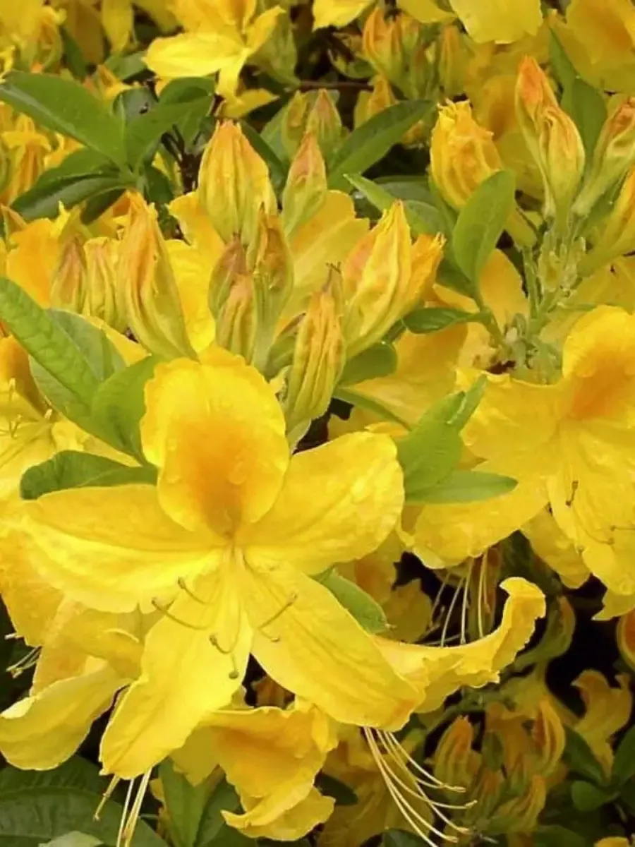 Азалия крупноцветковая Goldtopas