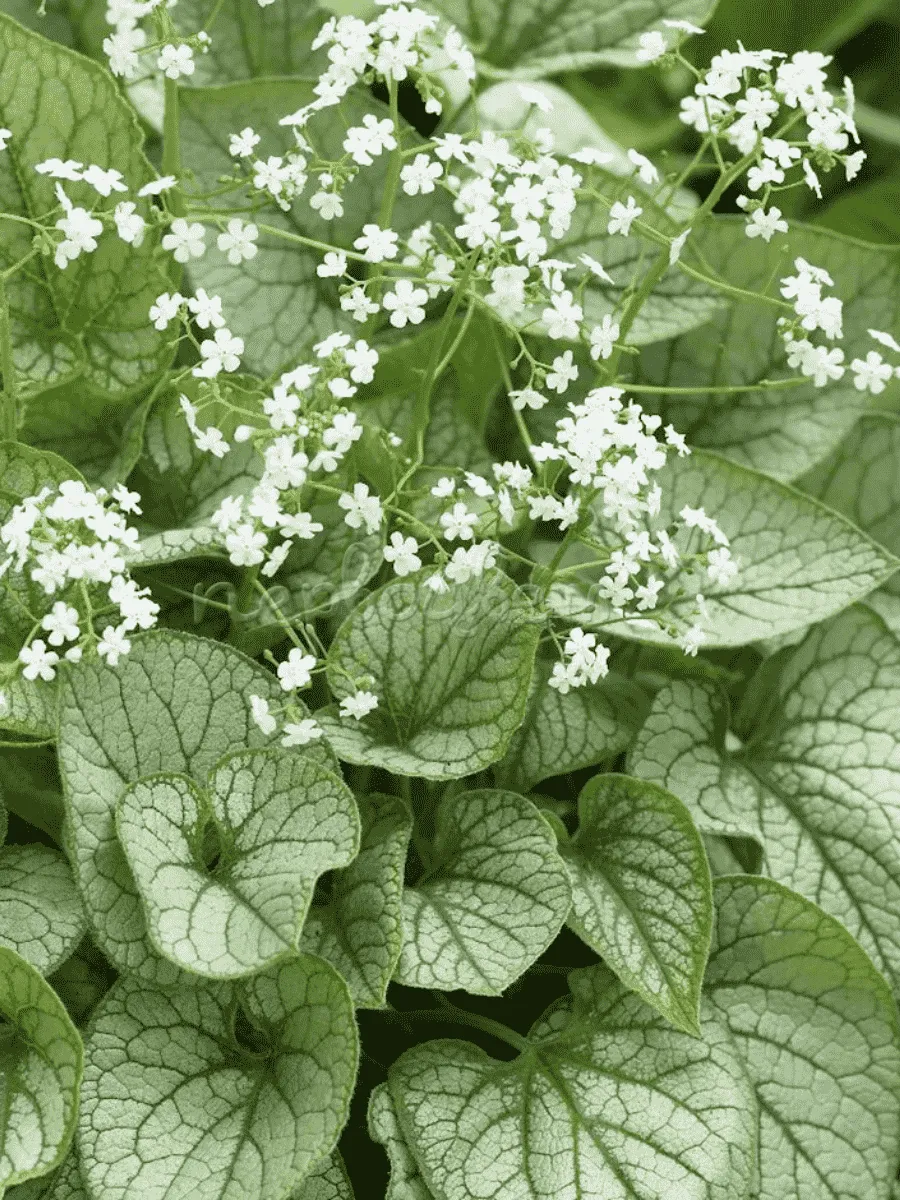 Бруннера крупнолистная Mister Morse