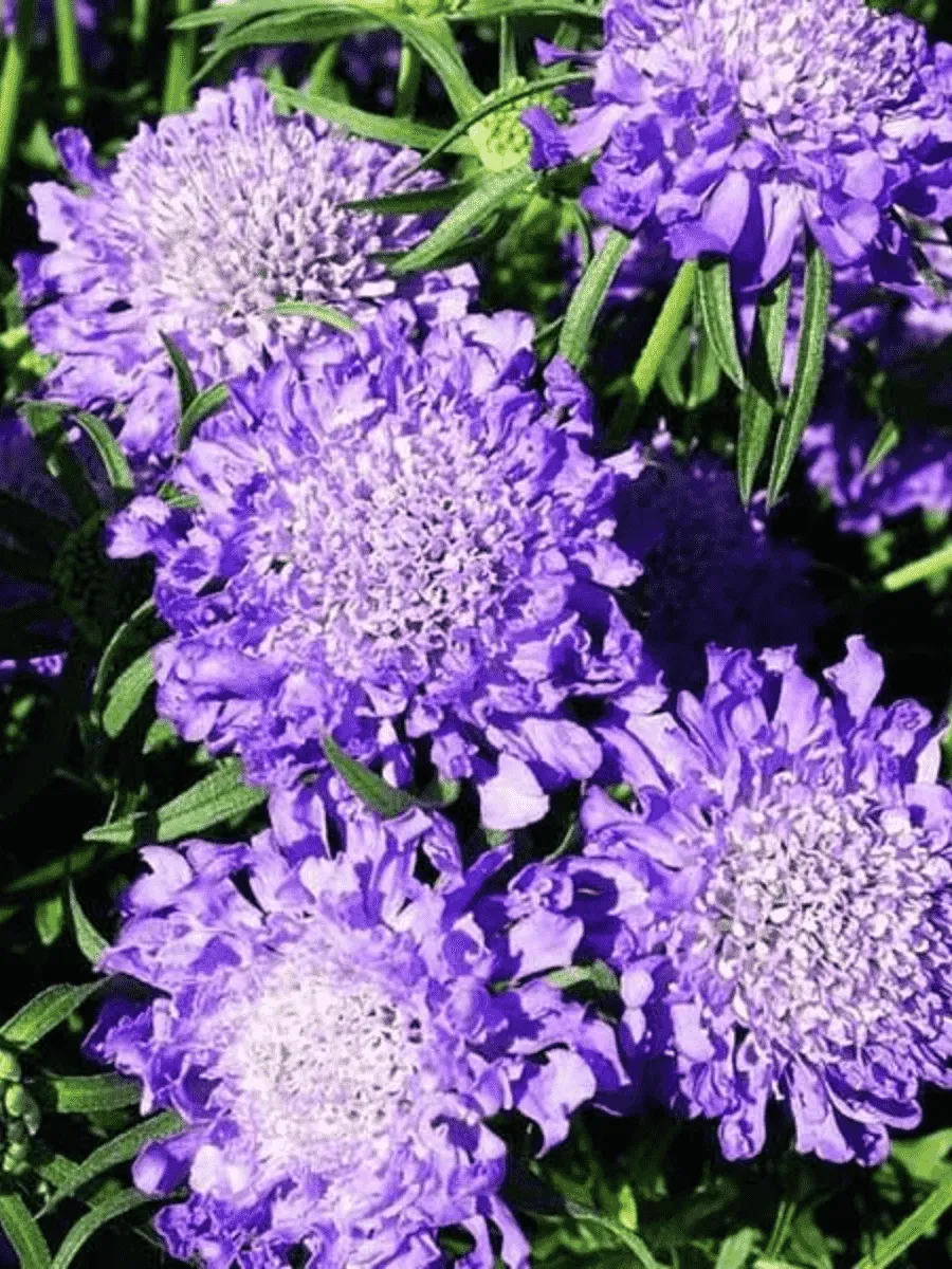 Скабиоза  японская Blue Note