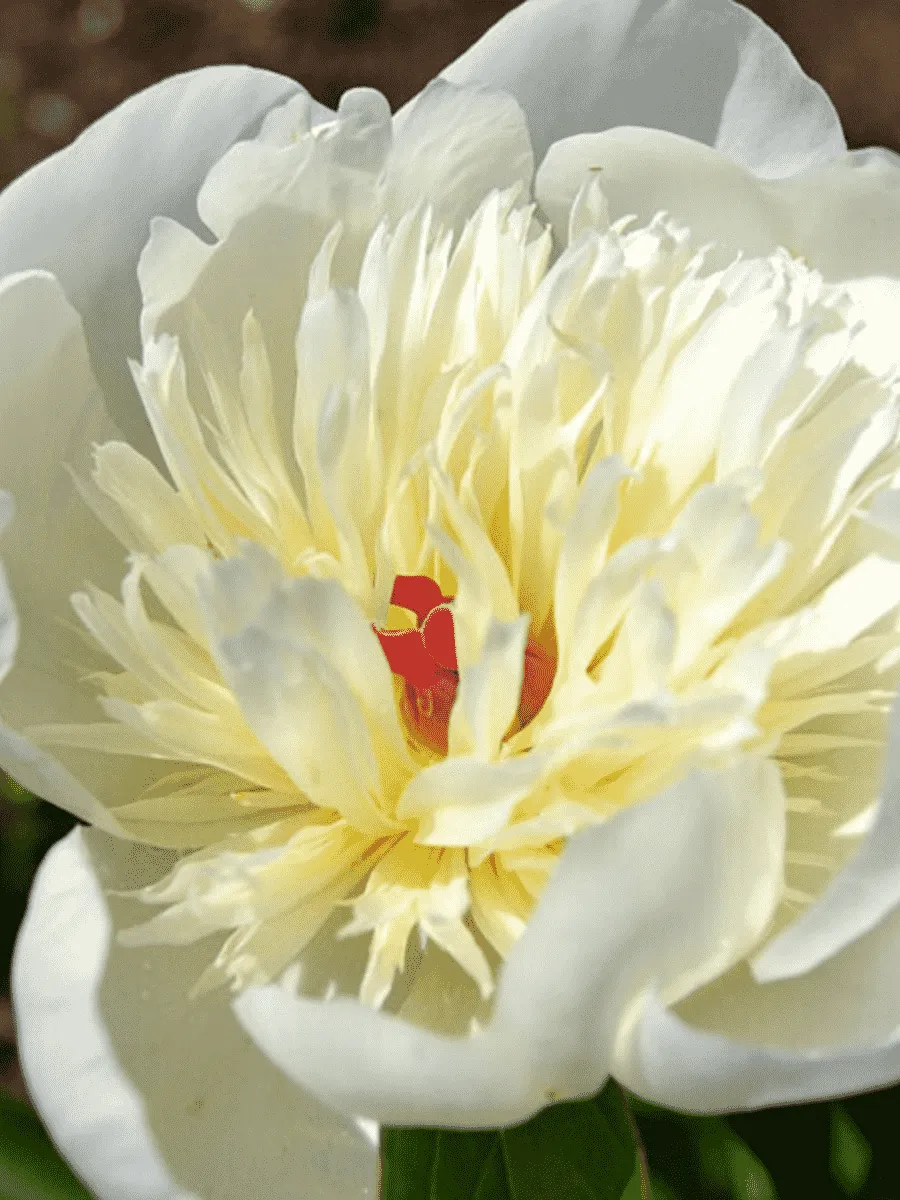 Пион Молочноцветковый Immaculee