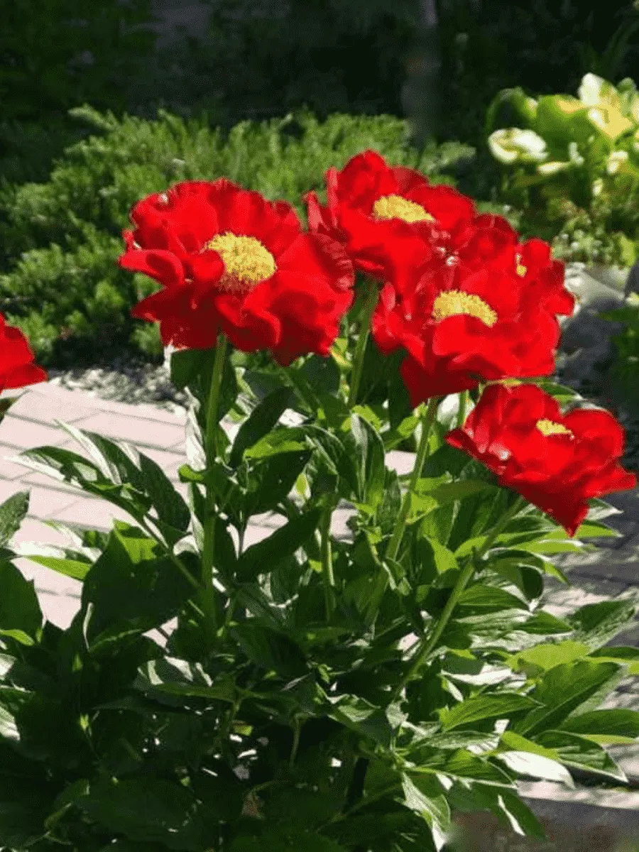 Пион Молочноцветковый Mackinac Grand