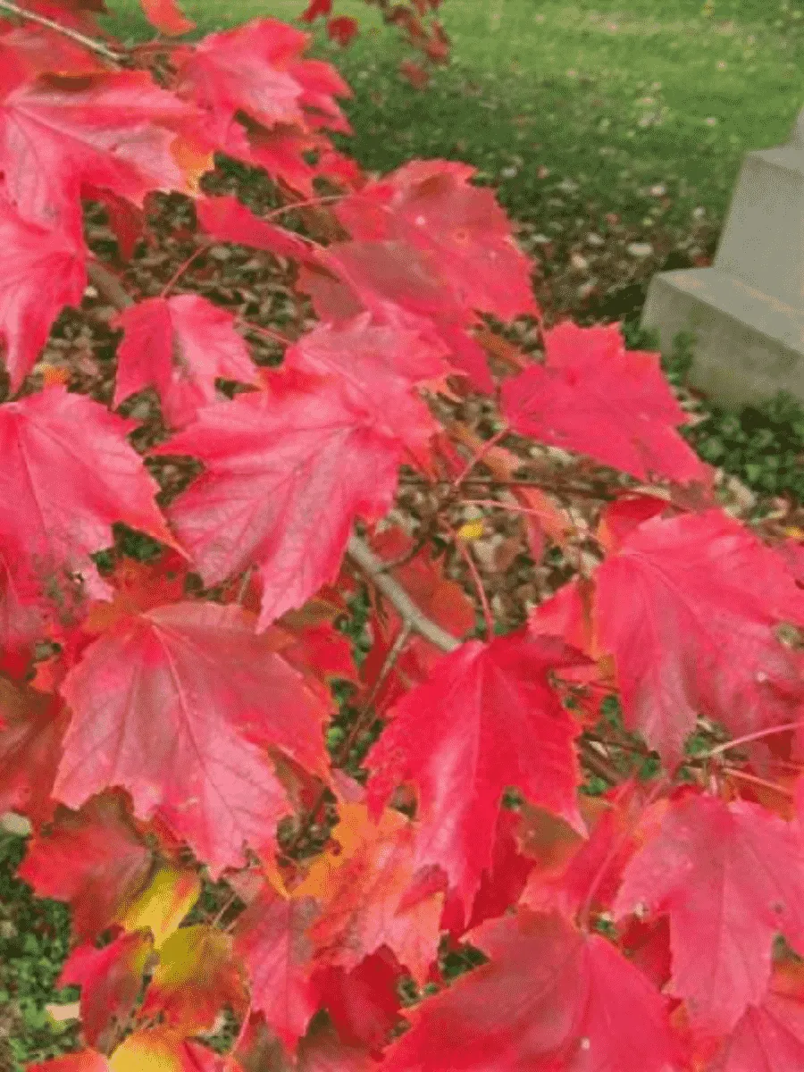 Клен красный Autumn Radiance