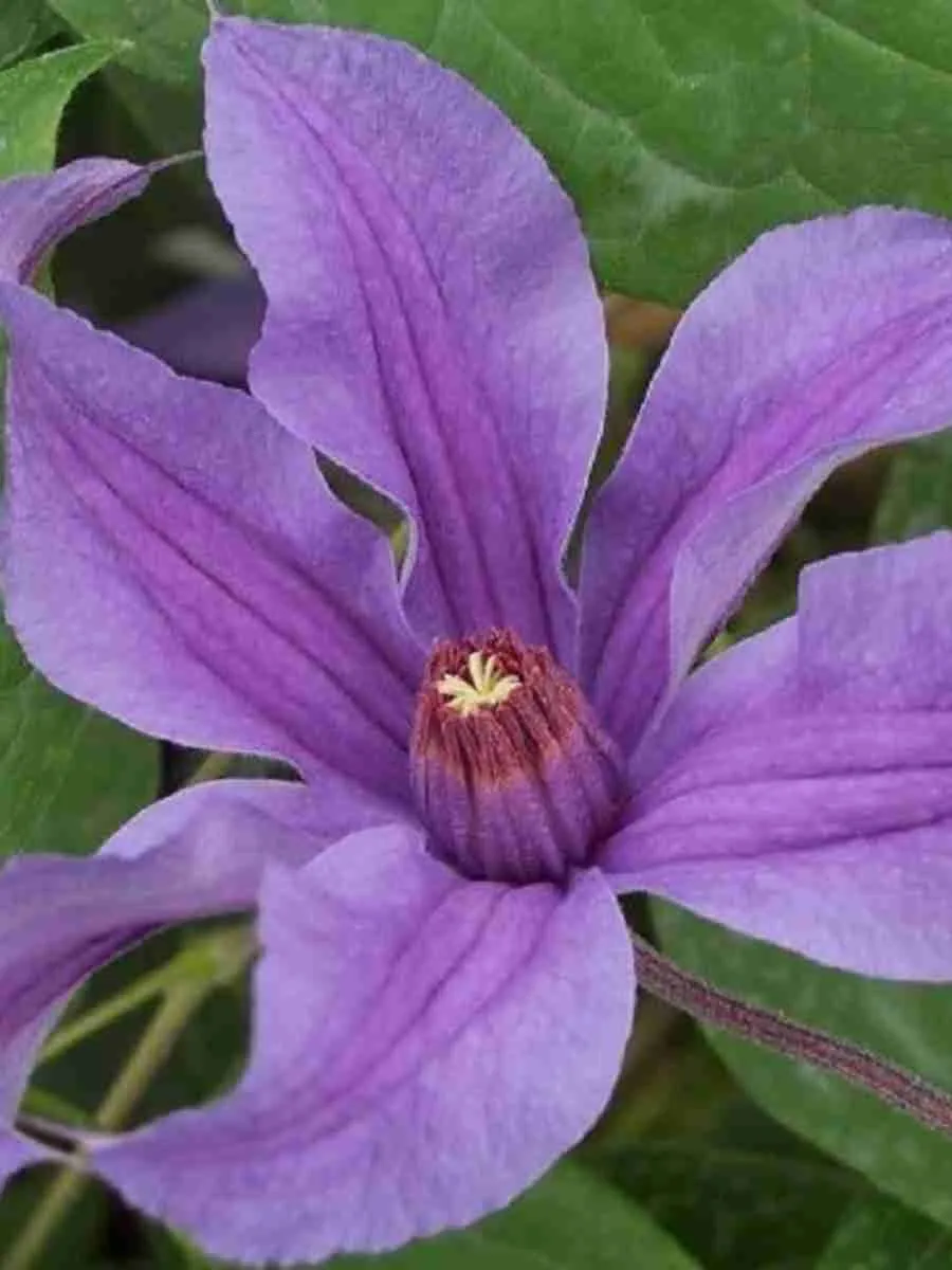 Клематис цельнолистный Сизая Птица