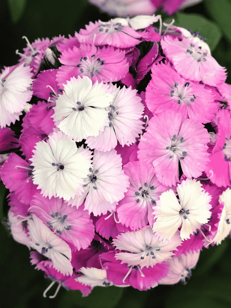 Гвоздика турецкая Dash Magican