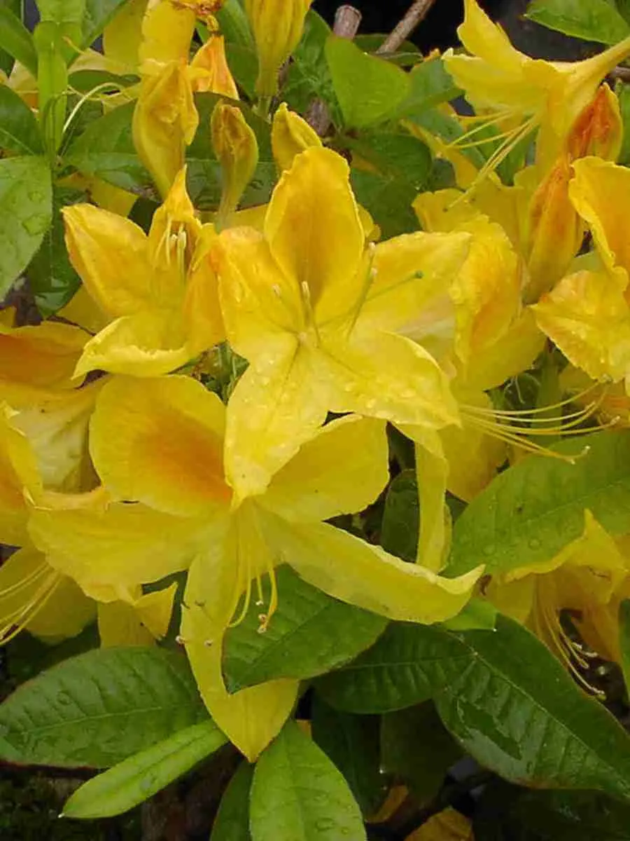 Азалия крупноцветковая Goldtopas