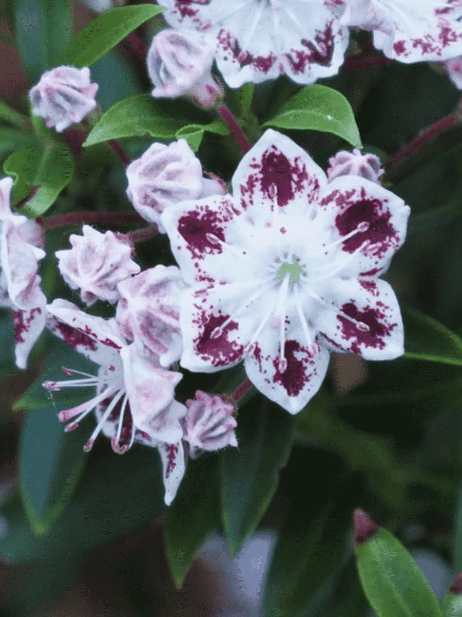 Кальмия широколистная Star Magic