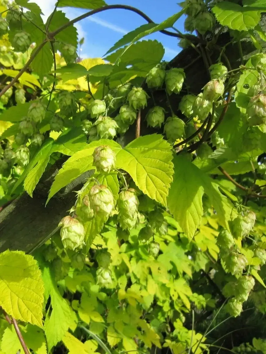 Хмель обыкновенный Aureus