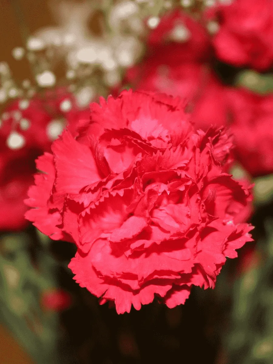 Гвоздика садовая Code Bright Red