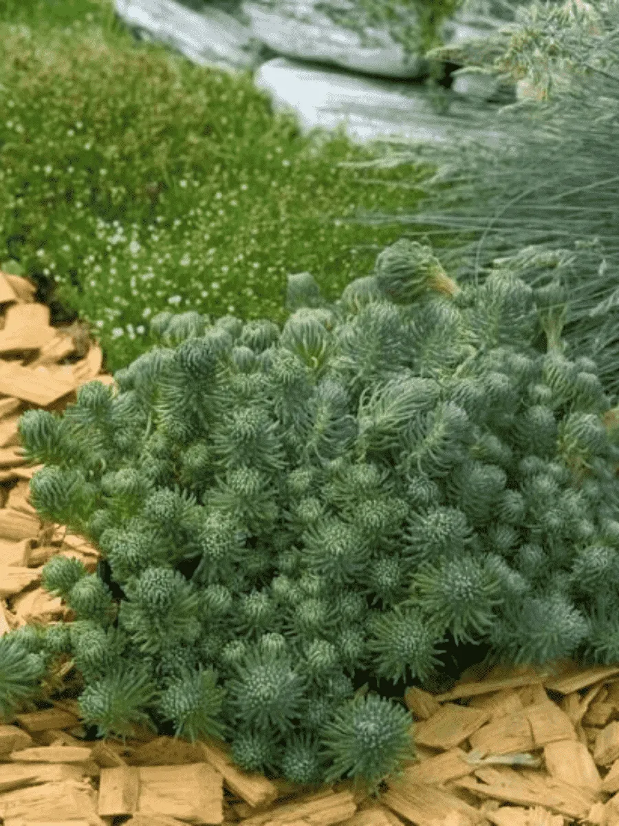 Очиток фостерианум Elegans