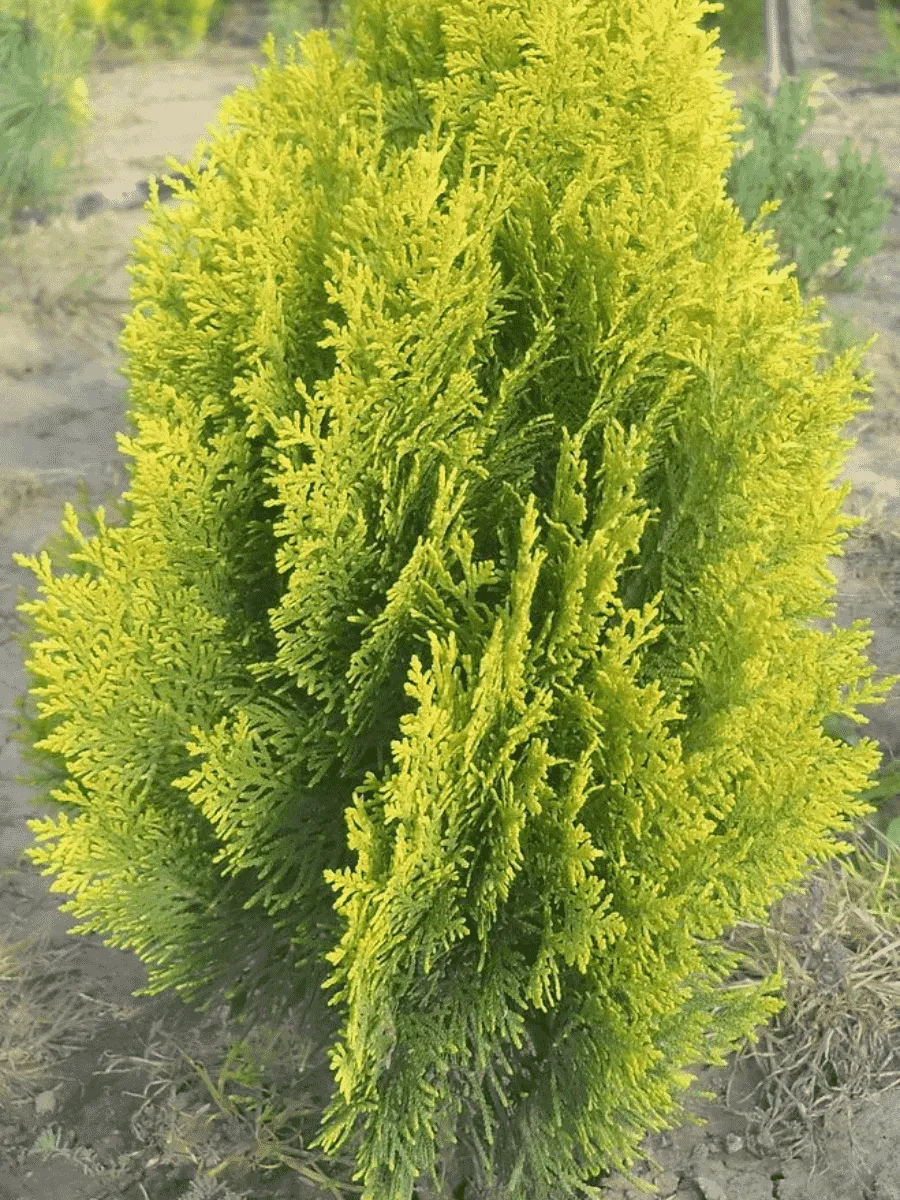 Туя восточная Pyramidalis Aurea