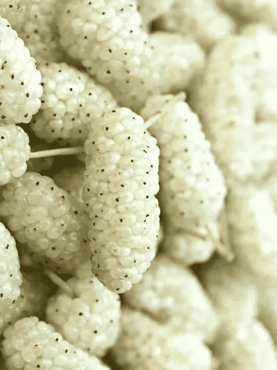 Шелковица белая Shin-Tso