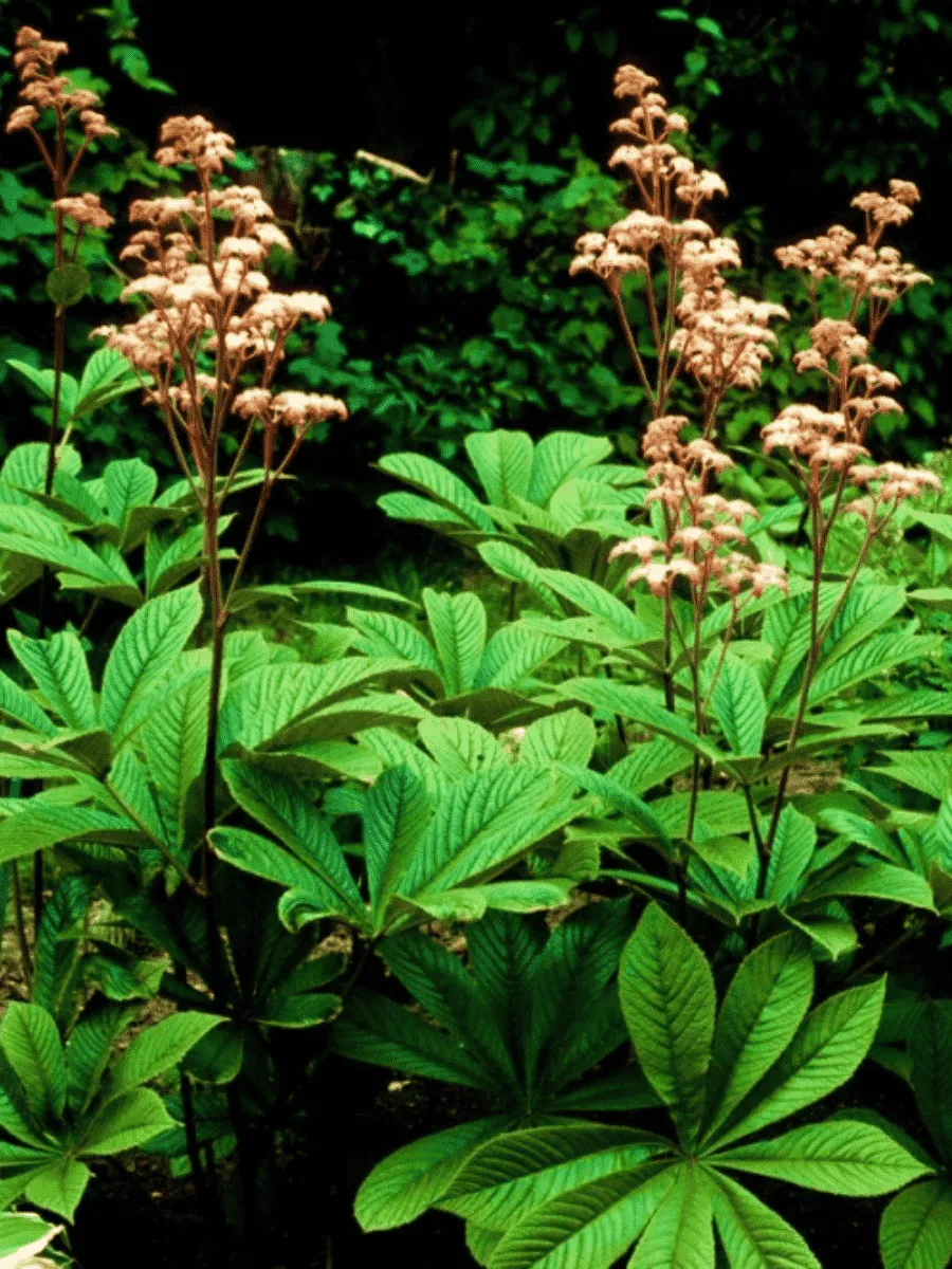 Роджерсия конскокаштанолистная